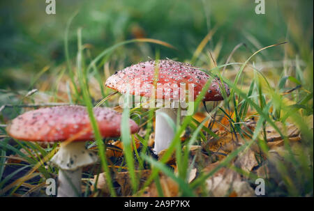 Due toadstools luminoso con il cappello rosso è cresciuto in una foresta radura erbosa punteggiata di essiccato autunno foglie di betulla. Foto Stock