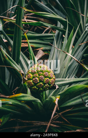 Dettaglio colpo di un albero di pandanus a tornitori Beach, Yamba NSW. Foto Stock