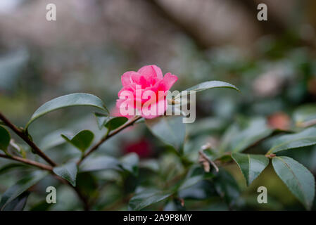 Una rosa scuro camelia fiore su uno sfondo sfocato, prelevati durante un nuvoloso pomeriggio a Kyoto, Giappone Foto Stock