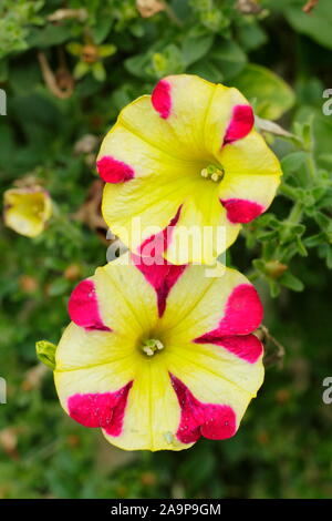 La Petunia 'Amore Regina di Cuori" in un cestello di appendere la visualizzazione di carattere distintivo a forma di cuore i modelli di petalo. Foto Stock