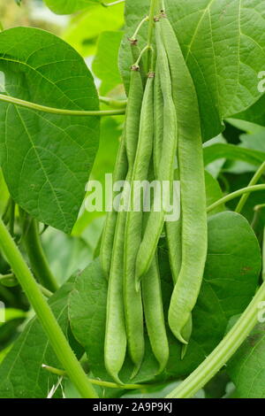 Phaseolus coccineus. Runner bean 'Moonlight''autoimpollinazione fiore bianco runner x bean francese croce. Modulo Gas Anestetici Foto Stock