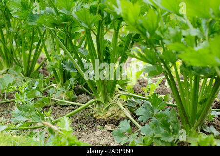 Il sedano rapa "brillanti" crescente in righe in un orto in tarda estate Foto Stock