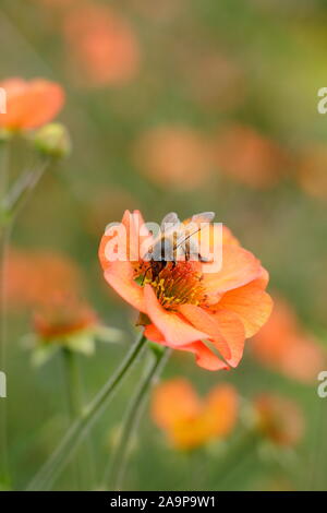 Il miele delle api su Geum "Totalmente Tangerine', floriferous perenne in un bordo del giardino Foto Stock