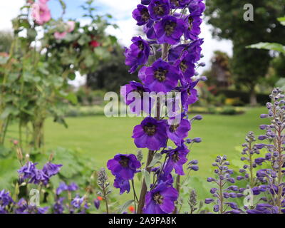 Fiori viola in giardino Foto Stock