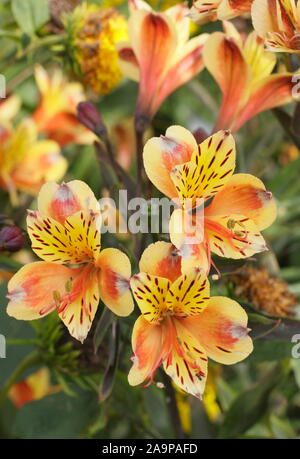 Alstroemeria "Summer Breeze' fiorisce in tarda estate Foto Stock