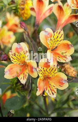 Alstroemeria "Summer Breeze' fiorisce in tarda estate Foto Stock