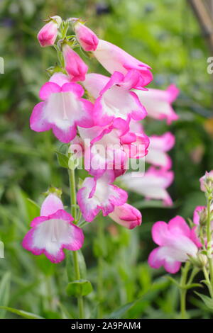 Penstemon pensham "Laura" barba linguetta visualizzazione distintivo e rosa bianca fiorisce tubolare. Foto Stock