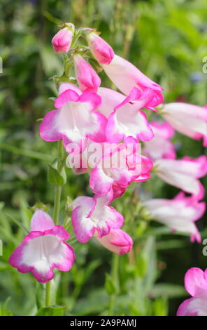 Penstemon pensham "Laura" barba linguetta visualizzazione distintivo e rosa bianca fiorisce tubolare. Foto Stock