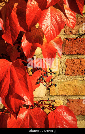 Foglie di autunno su un muro di mattoni. Foto Stock