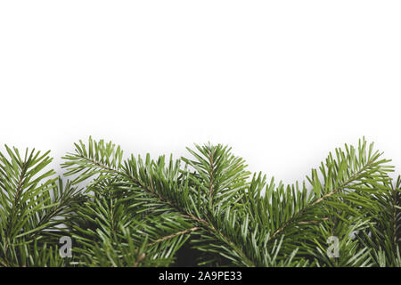 Bordo di Natale disposti con fresco rami d abete isolato su sfondo bianco , copia spazio per il testo Foto Stock