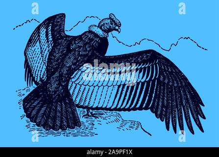 Condor andino (Vultur gryphus) seduto su una roccia e diffondere le sue ali, su uno sfondo blu. Modificabile in strati Illustrazione Vettoriale