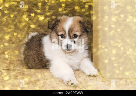 Poco Pembroke Welsh Corgi puppy con bokeh sovrapposizione sul background. Il giorno di San Valentino cuori Foto Stock