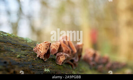 Orecchie di Giuda (Auricularia padiglione auricolare-judae) su un albero morto tronco nella foresta Foto Stock