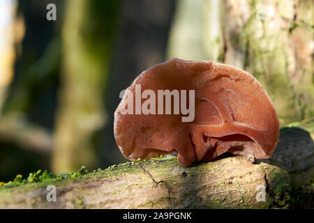 Orecchie di Giuda (Auricularia padiglione auricolare-judae) su un albero morto tronco nella foresta Foto Stock