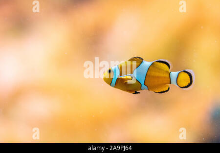 Primo piano del famoso nemo pesce pagliaccio allo zoo di Francoforte, Germania Foto Stock