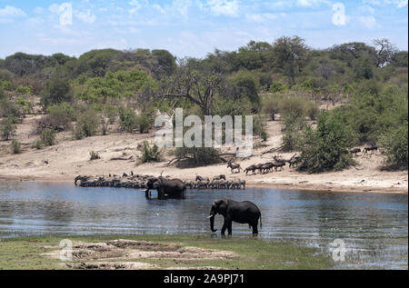 Gli elefanti e zebre sul fiume Boteti in tegami di Makgadikgadi National Park, Botswana Foto Stock