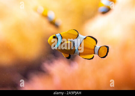 Primo piano del famoso nemo pesce pagliaccio allo zoo di Francoforte, Germania Foto Stock