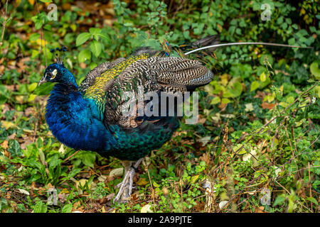 Primo piano di un pavone uccello (pfau) in lo zoo di Francoforte, Germania Foto Stock