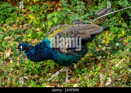 Primo piano di un pavone uccello (pfau) in lo zoo di Francoforte, Germania Foto Stock
