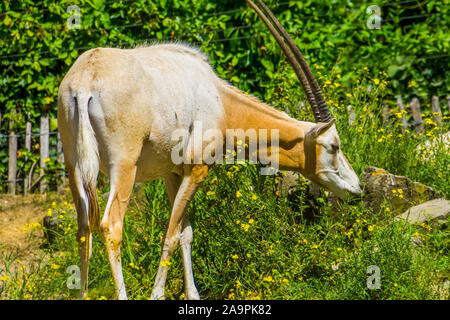 Bel ritratto di un scimitar oryx, specie animale che è estinto nel selvaggio, antilopi con grandi corna Foto Stock