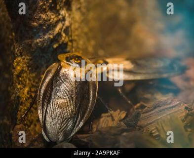Macro closeup di morte la testa scarafaggi, popolare specie di insetto dall America Foto Stock