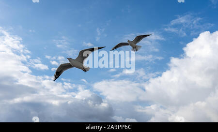 Primo piano di gabbiani fotografato in volo Foto Stock