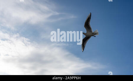 Primo piano di gabbiani fotografato in volo Foto Stock