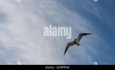 Primo piano di gabbiani fotografato in volo Foto Stock