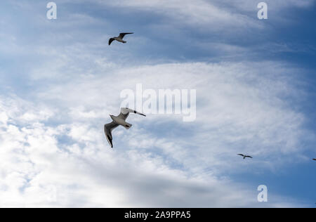 Primo piano di gabbiani fotografato in volo Foto Stock