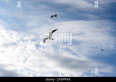Primo piano di gabbiani fotografato in volo Foto Stock