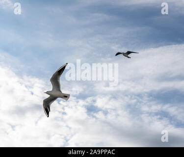 Primo piano di gabbiani fotografato in volo Foto Stock