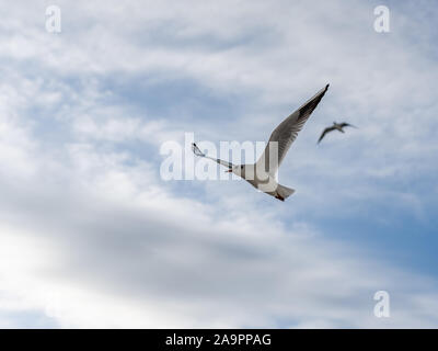 Primo piano di gabbiani fotografato in volo Foto Stock