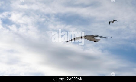 Primo piano di gabbiani fotografato in volo Foto Stock