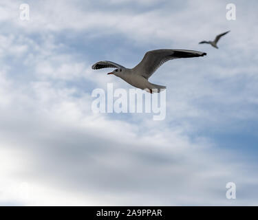 Primo piano di gabbiani fotografato in volo Foto Stock
