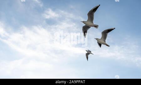 Primo piano di gabbiani fotografato in volo Foto Stock