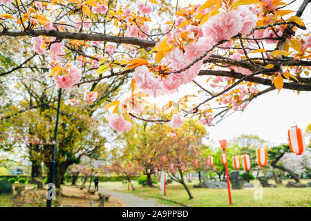Wakayama il parco del castello di fiori di ciliegio festival di primavera in Giappone Foto Stock