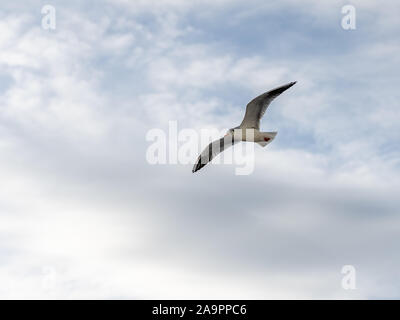Primo piano di gabbiani fotografato in volo Foto Stock