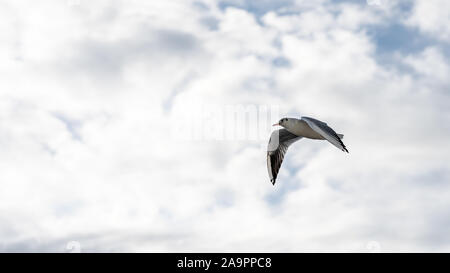 Primo piano di gabbiani fotografato in volo Foto Stock