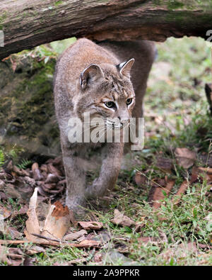 Bobcat vicino a piedi sotto un log dalla sua tana che mostra il suo corpo, testa, le orecchie, gli occhi, il naso, la bocca e godere del suo ambiente e dintorni. Foto Stock