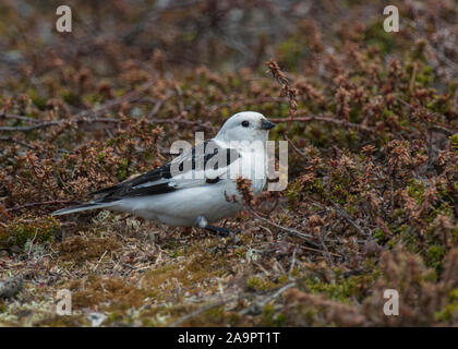 Bunting neve (Plectrophenax nivalis) maschio in estate piumaggio appollaiato sulla tundra vegetazione, Kiberg, Norvegia Foto Stock