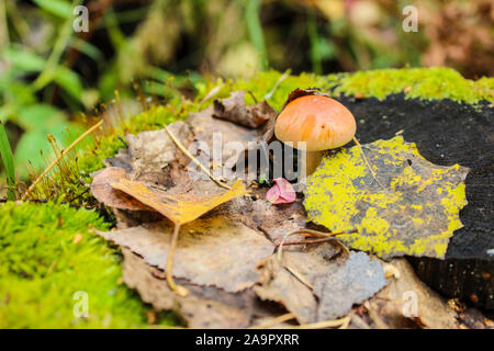 Il fungo cresce sul moncone tra le foglie cadute, Foto Stock