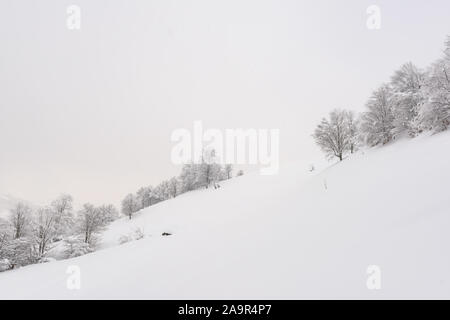 Minimalista paesaggio invernale in tempo nuvoloso con alberi innevati. Carpazi, fotografia di paesaggi Foto Stock