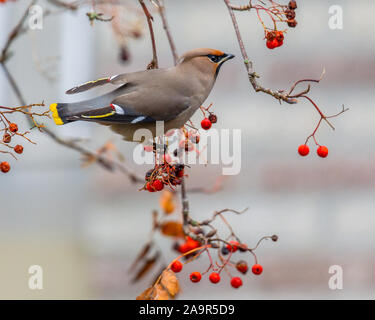 Rovistando Bohemian waxwing (Bombycilla garrulus) su bacche, questo è un starling-dimensionato passerine bird che razze del nord le foreste di Eurasia e Foto Stock