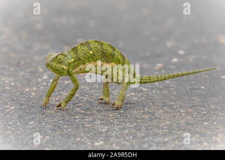 Flap-Neck Chameleon (Chamaeleo dilepis) attraversamento strada nel parco nazionale di Kruger, Sud Africa Foto Stock