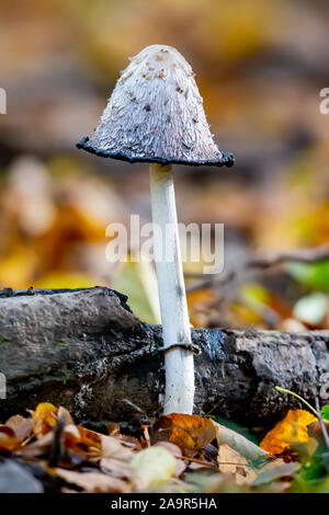 Shaggy copertura di inchiostro (Coprinus comatus) cresce sul suolo della foresta in autunno a protezione della natura Moenchbruch area vicino a Francoforte, Germania. Foto Stock