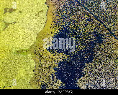 Vista aerea di ninfee visto da sopra. Sullo sfondo di piante acquatiche, riflessi e giochi di luce, diverse tonalità di verde Foto Stock