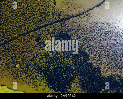 Vista aerea di ninfee visto da sopra. Sullo sfondo di piante acquatiche, riflessi e giochi di luce, diverse tonalità di verde Foto Stock