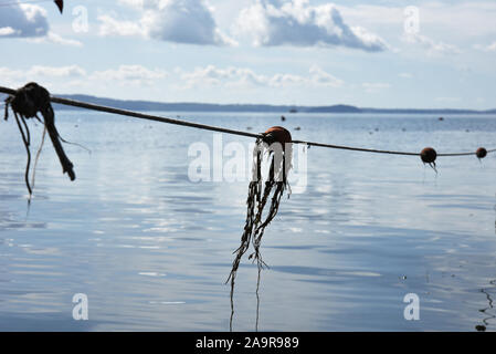 Il lago di Bolsena Visualizza con boe galleggianti e reti da pesca contro un cielo blu con alcune nuvole. Colline sullo sfondo. Il lago di Bolsena, Italia. Foto Stock