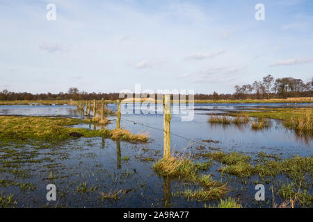 Prati allagati in Noord-Limburg, Paesi Bassi in inverno Foto Stock