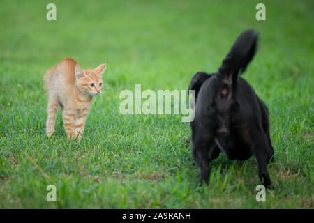 I giovani orange cat permanente sulla verde erba e guardando i paura a cane nero Foto Stock